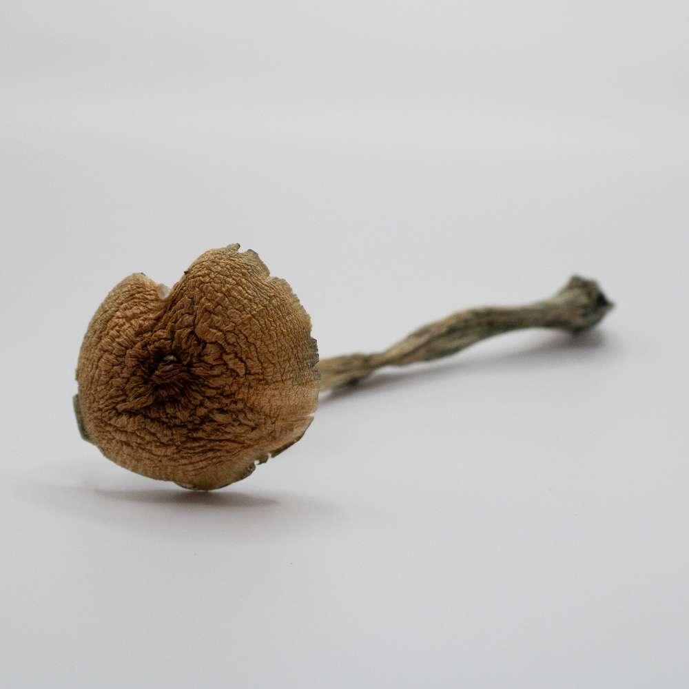 Golden Teacher "Psilocybe cubensis"