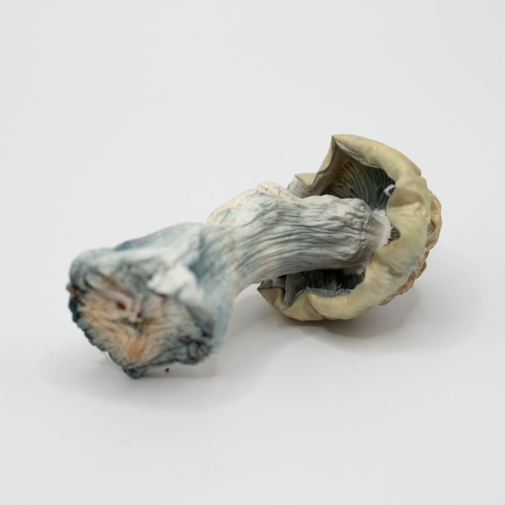 Yeti "Psilocybe cubensis"